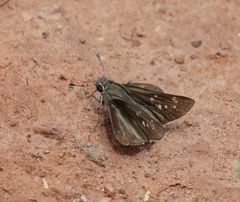 Pelopidas mathias mathias