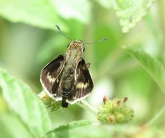 Platylesches moritili