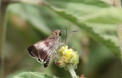 Platylesches moritili