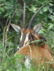 Hippotragus niger kirkii