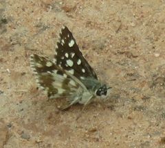 Ernsta dromus