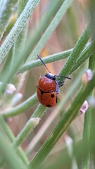 Cryptocephalus pominorum