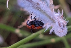 Cryptocephalus pominorum