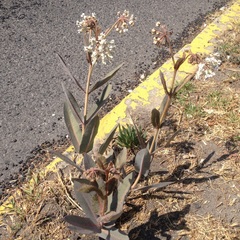 Asclepias glaucescens