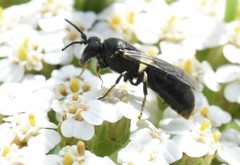 Hylaeus nigritus