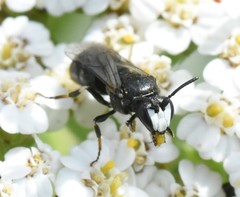 Hylaeus nigritus