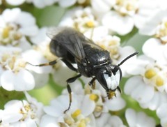 Hylaeus nigritus