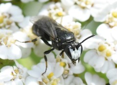 Hylaeus nigritus