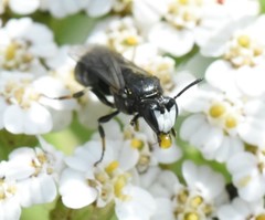 Hylaeus nigritus