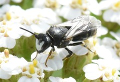 Hylaeus nigritus