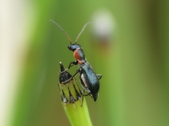 Cyrtosus cyanipennis