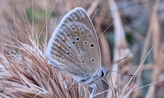 Polyommatus nivescens
