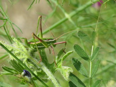 Odontura aspericauda