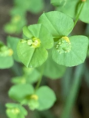Euphorbia stricta