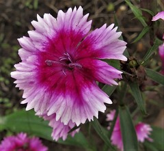 Dianthus chinensis