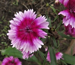 Dianthus chinensis