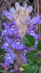 Phelipanche arenaria