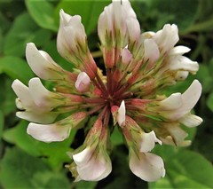 Trifolium repens repens