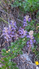 Phelipanche arenaria