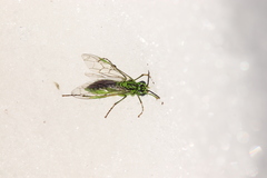 Tenthredo olivacea