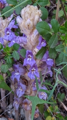 Phelipanche arenaria