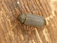 Cacotemnus rufipes