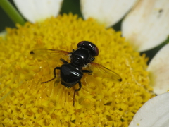 Ulidia apicalis