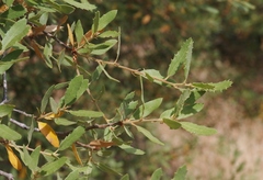 Quercus berberidifolia × engelmannii