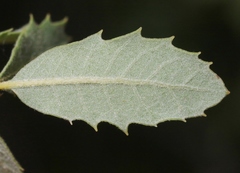 Quercus berberidifolia × engelmannii