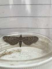 Eupithecia intricata