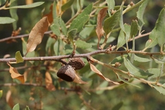 Quercus berberidifolia × engelmannii