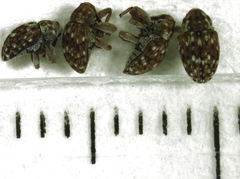 Storeus albosignatus
