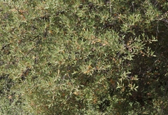 Quercus berberidifolia × engelmannii