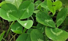 Trifolium repens repens
