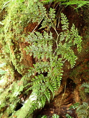 Dryopteris diffracta