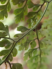 Dryopteris diffracta