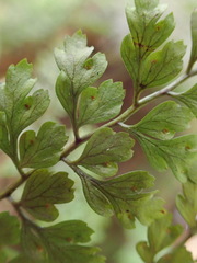 Dryopteris diffracta
