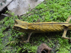 Brookesia griveaudi