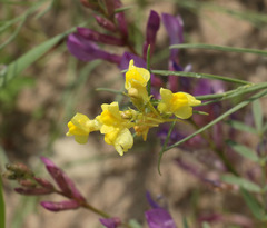 Linaria odora