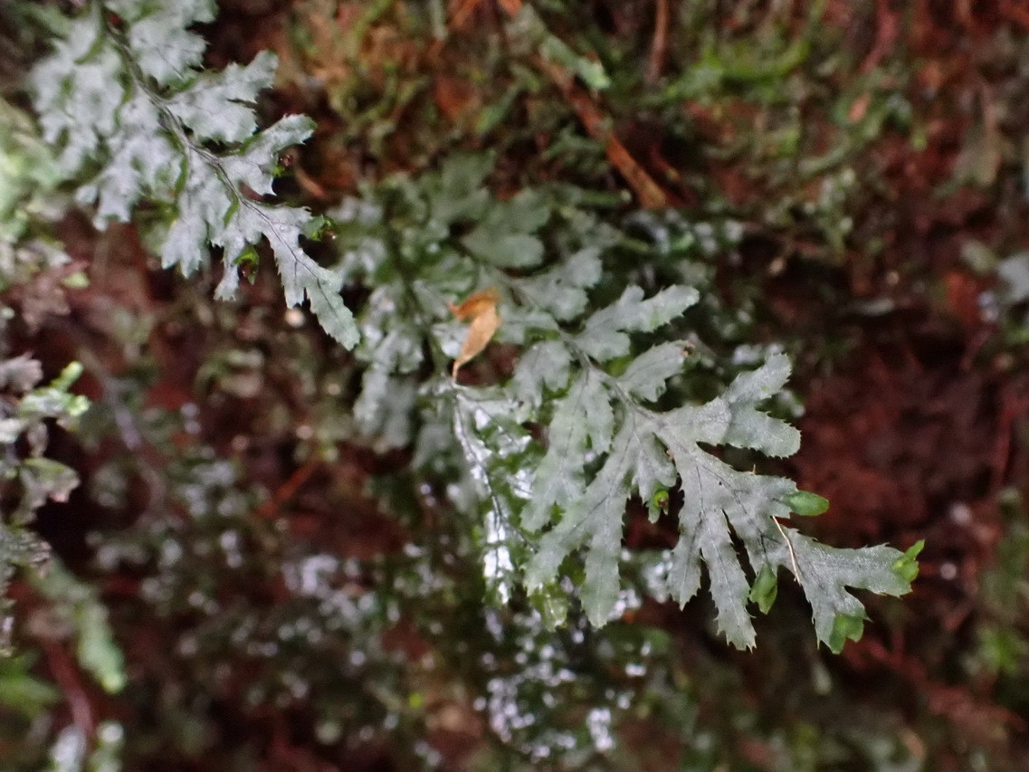 Compost Plant Spore Hymenophyllum holochilum - Growing Guide & Care Tips | BioGardens.org