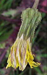 Sonchus asper glaucescens