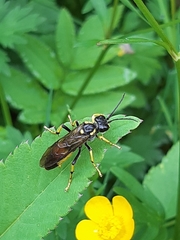 Tenthredo maculata