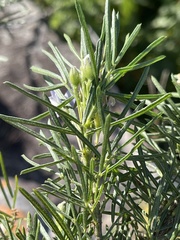 Psoralea platyphylla