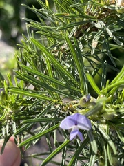 Psoralea platyphylla