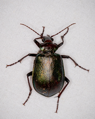 Calosoma schayeri