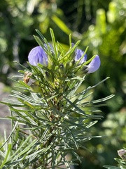 Psoralea platyphylla