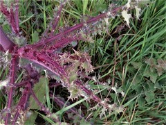 Sonchus asper glaucescens