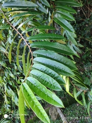 Diospyros argentea