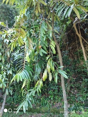 Diospyros argentea
