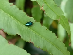 Endelus cupido